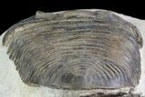Parahomalonotus calvus Trilobite - Foum Zguid, Morocco #71260-5